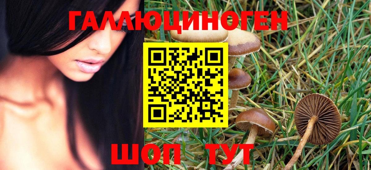 Галлюциногенные грибы Psilocybine cubensis Тимашёвск